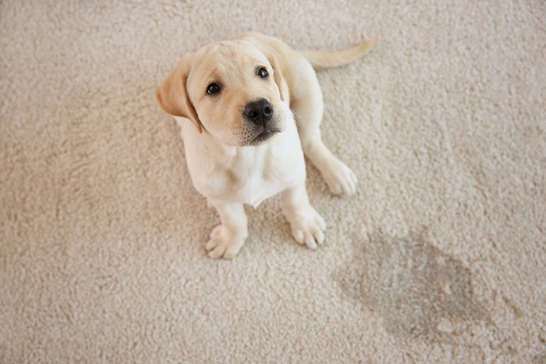 Say Goodbye To Pet Urine Stains And Odors: Follow These Carpet Cleaning Ideas