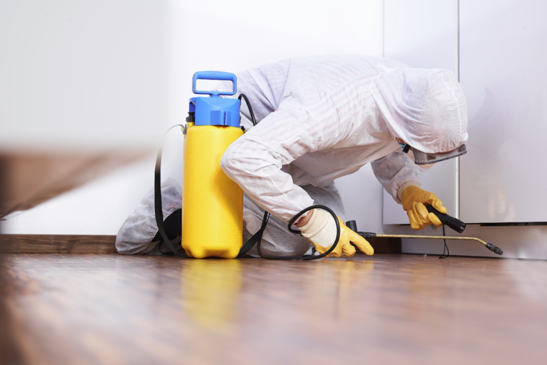 5 Ways Pest Control Perth Can Help You Save Money, Time And Stress