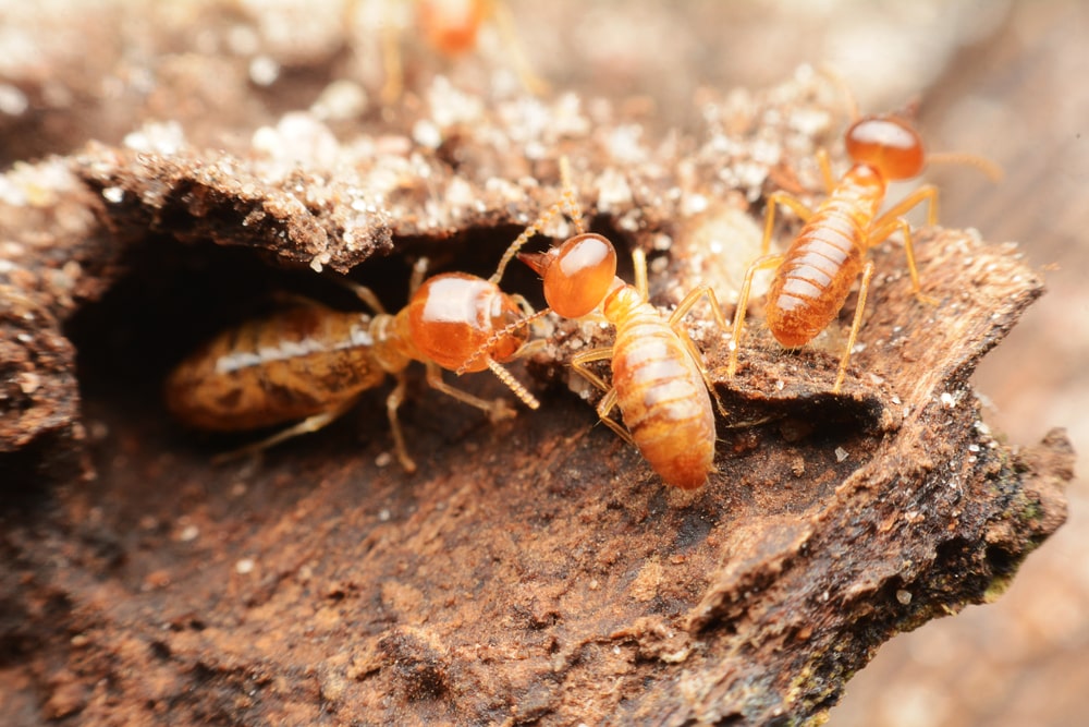 6 Easy Spring-cleaning Tips To Keep Your Home Termite-free