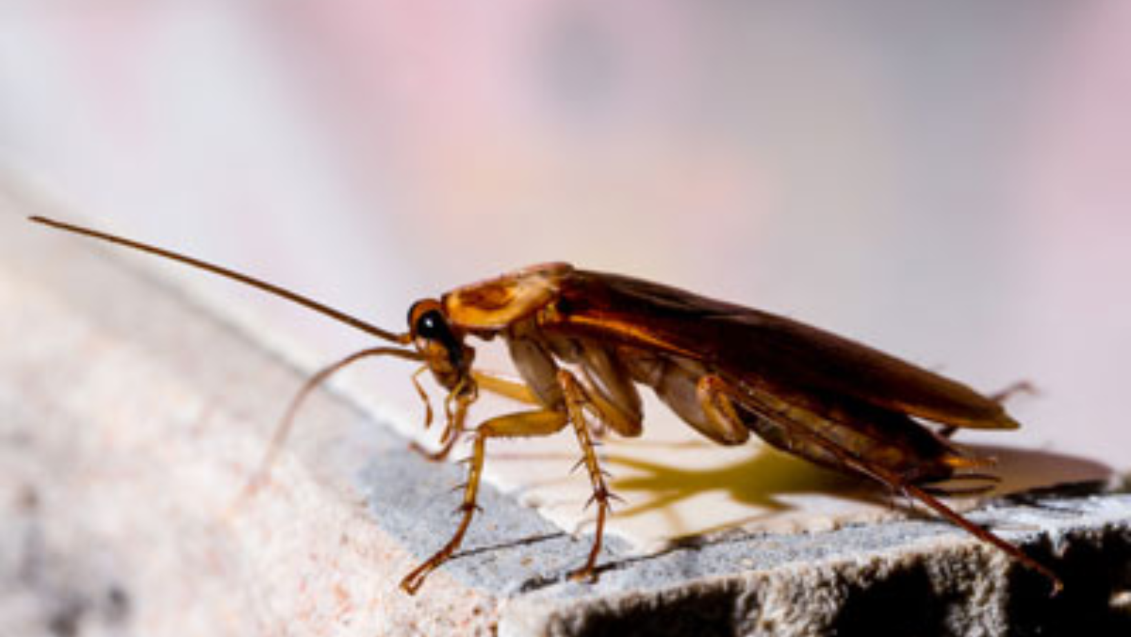 Foolproof Ways To Keep Roaches At Bay