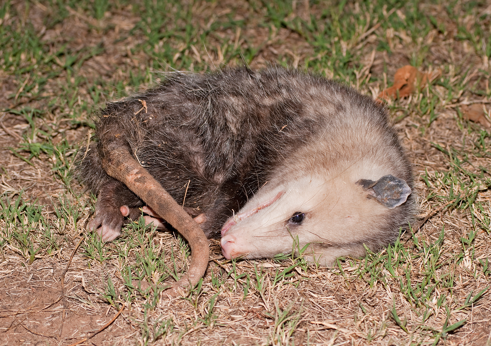 What Diseases Do Dead Possums Carry?