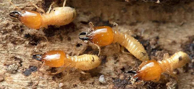 How Do Termites Get Into The House?